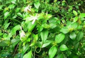 Cao lá vằng Quảng Trị