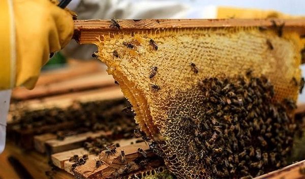 Mật ong hoa cà phê Đắc Lak nguyên chất